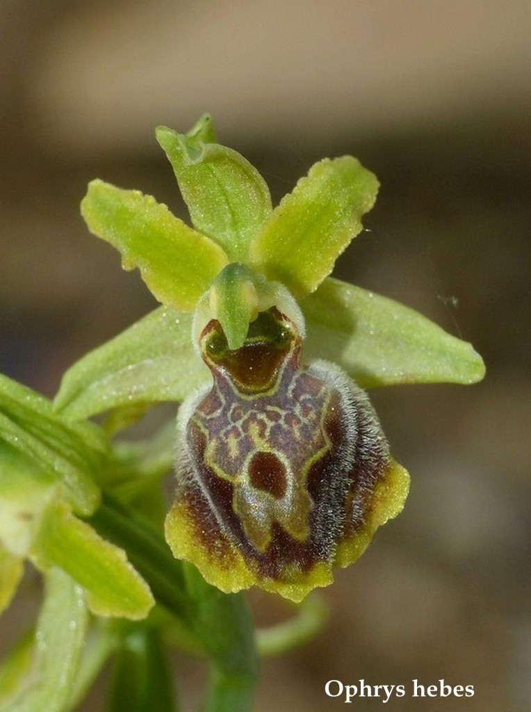 Grecia 23_25 aprile 2016  un fine settimana tra le orchidee.